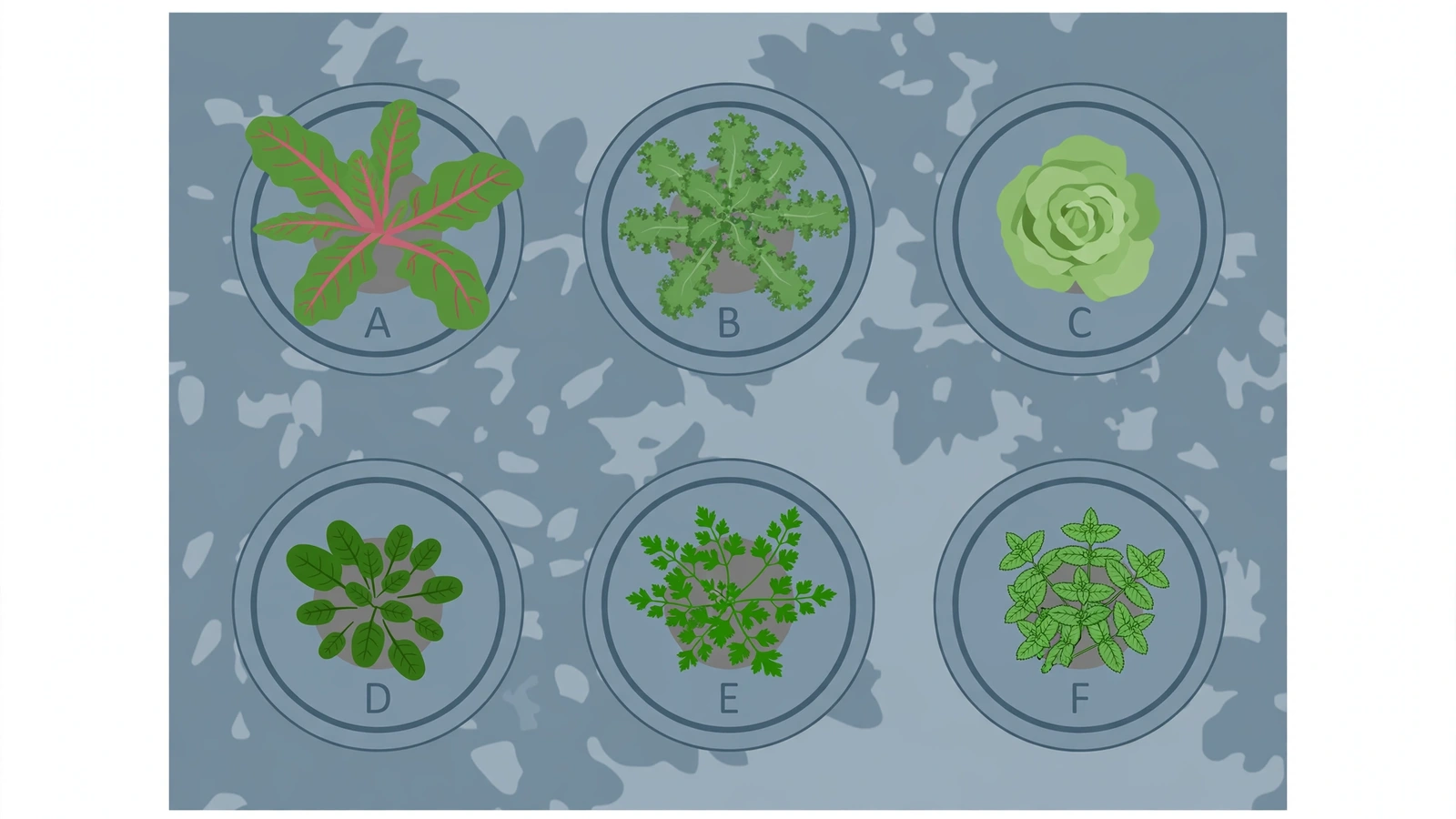 AI-generated overhead layout diagram of six shade-tolerant pots on a patio